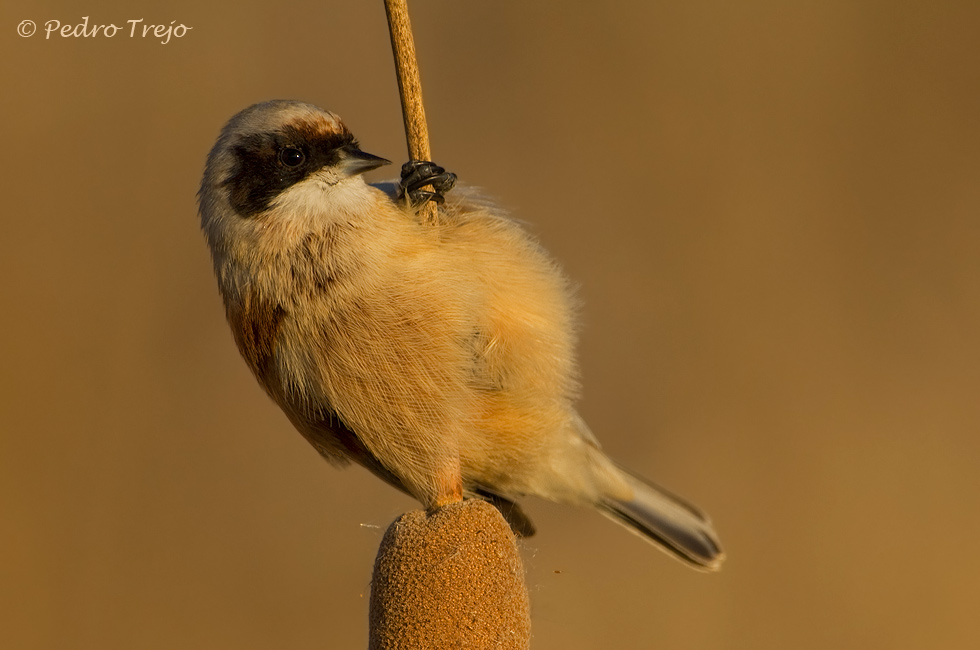 Pajaro moscon (Remiz pendulinus)